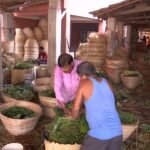 West Bengal: Betel Leaf Research Institute demand emerges as poll issue in Assembly elections