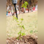 Ladakh Administration takes initiative to plant bamboo, flowering trees in Leh