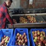FSSAI orders strict vigilance against illegal fruit ripening agents across states
