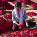 Red gold from Rajasthan powers rural success story