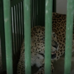 Jaipur: Nahargarh Biological Park takes steps to shield animals from heatwave, modifies diet and cooling systems