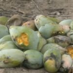Mango farmers in Madurai leave produce to rot as prices crash to Rs 3 per kg; demand MSP of Rs 20