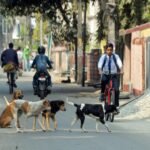 Shimla Municipal Corporation launches mass anti-Rabies vaccination for stray dogs, targets 4,000 animals