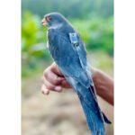 Amur falcons Apapang, Alang return to Manipur after crossing 23 countries